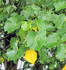 Gifting Trees The Divine Tree