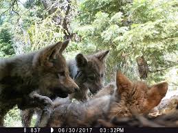 Northern California Wolf Pups