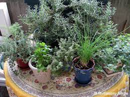 Growing Herbs On The Balcony