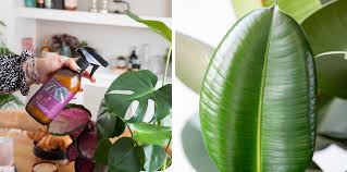 Top 10 Tips For Spring Plant Care The