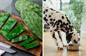Can Dogs Eat Nopales Everything You