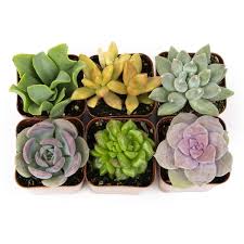 Easy Care Live Succulent
