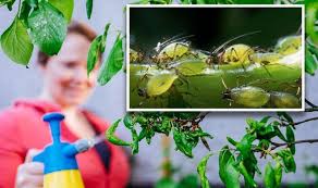Kill Aphids