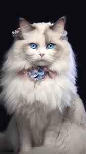 Ragdoll Cats An In Depth Look At This