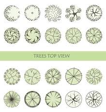 Pine Tree Plan Vector Art Icons And