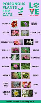Poisonous Plants For Cats Poster