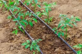 Drip Irrigation System Is Used To Water