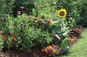 An Edible Landscape
