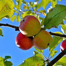 Ambrosia Apple Tree Stark Bro S