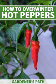 How To Overwinter Hot Pepper Plants
