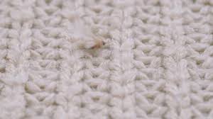Clothes Moth Stock Footage Royalty