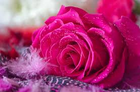 Page 51 Hd Roses Pink Wallpapers Peakpx