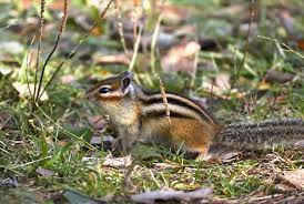 A Striped Chipmunk With Its Tail Raised