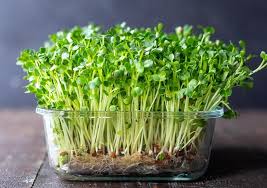 How To Grow Microgreens