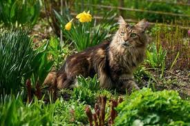 Herb Garden As His Litter Tray