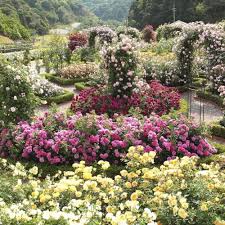 David Austin English Rose Garden And