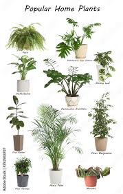 Foto De Set Of Popular House Plants On