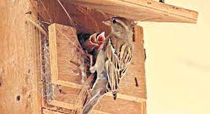 Bring Back Sparrows Telangana Today