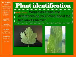 Ppt Plant Identification Powerpoint