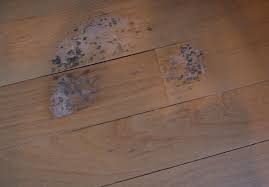 Dealing With Hardwood Floor Mold Damage