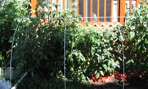 Growing Tomatoes In Raised Beds