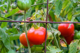 When To Plant Tomatoes In California 6