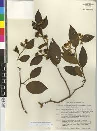 The Genus Lycianthes Solanaceae