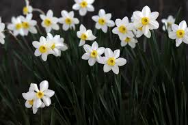 When To Plant Flowers Perennial