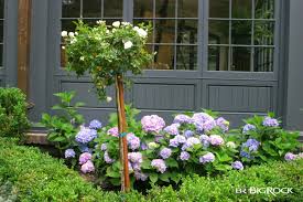 Best Hydrangeas For Utah And How To