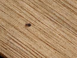 Small Insect On Wood Patio Table