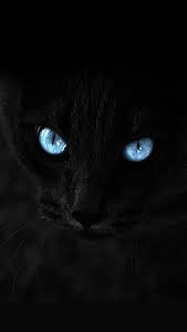 Black Cat Blue Eyes Pets Cats Hd