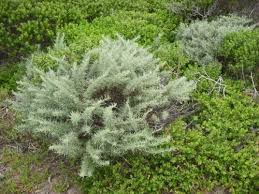 California Sagebrush Artemisia Californica