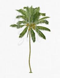 Palm Tree Clipart Coconut Digital