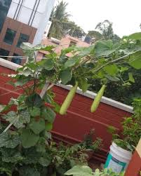 Terrace Gardening Rooftop Gardening