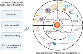 Protein And Peptide S To The Eye