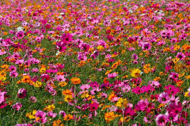 The Cosmos Flower Background In The