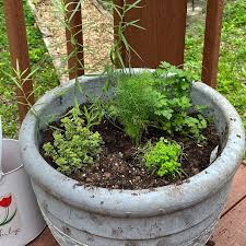 Combining Herbs In Pots 6 Combinations