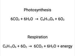 Photosynthesis Cellular Respiration