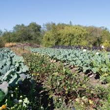 Sustainable Urban Farming For
