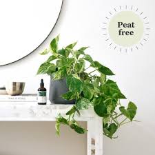 Patch Plants Plants Made Easy