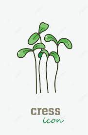 Garden Cress Vector Icon Vegetable