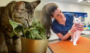 Plants That Can Be Toxic To Cats