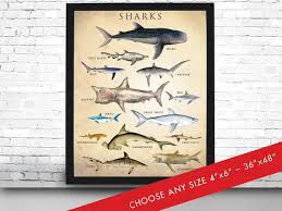 Shark Chart Art Print Shark Poster
