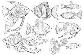 Ocean Fish Animal Sketch Ilration