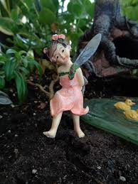 Miniature Garden Fairy Rose Height 3