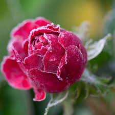 How To Care For Roses Planet Natural