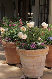 Repotting And Transplanting Roses The