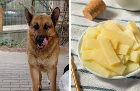 Can Dogs Eat Bamboo Shoots Kate S K9