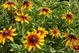 Top 10 Perennials For The Northeast