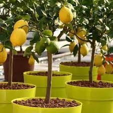 Dwarf Eureka Lemon Tree Yarden